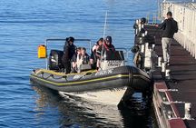 Cape Town Private Dolphin Watching Experience