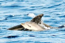 Dolphin Watching Boat Excursion to Figarolo Island from Olbia