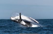 Hermanus Whale Watching Shared Boat Trip & Penguins Private Tour