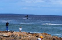 Hermanus Whale Watching Shared Boat Trip & Penguins Private Tour