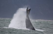 Hermanus Whale Watching Shared Boat Trip & Penguins Private Tour