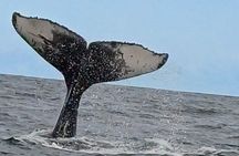 Hermanus Whale Watching Shared Boat Trip & Penguins Private Tour