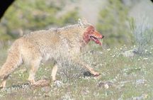 2 Day Yellowstone Safari Upper and Lower Loop Bozeman