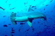 8 Day Galapagos Island Hopping For Divers