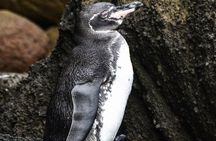 6 Days Galapagos Island Hopping With Diving