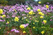 6 Hours Pinnacles Express Tour