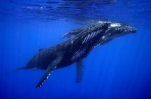WHALE TOUR - Watching and Swimming with Whales