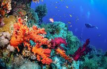 Ras Mohamed & White Island Full Day Adventure in Sharm El Sheikh