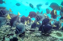 8 Day Galapagos Island Hopping For Divers