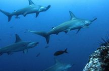 8 Day Galapagos Island Hopping For Divers