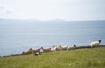 Sheepdog Demonstrions, Pet Lambs and Beehive Huts