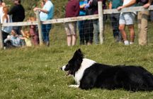 Sheepdog Demonstrions, Pet Lambs and Beehive Huts