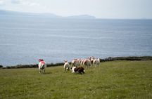 Sheepdog Demonstrions, Pet Lambs and Beehive Huts