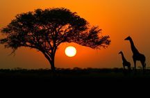 4-days budget safaris in Serengeti, Ngorongoro, and Tarangire 
