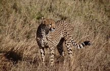 4-days budget safaris in Serengeti, Ngorongoro, and Tarangire 