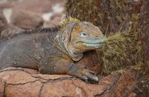 North Seymour and Bachas or Mosquera Beach Yacht Day Tour