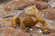 North Seymour and Bachas or Mosquera Beach Yacht Day Tour