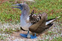 North Seymour and Bachas or Mosquera Beach Yacht Day Tour