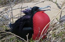 North Seymour and Bachas or Mosquera Beach Yacht Day Tour