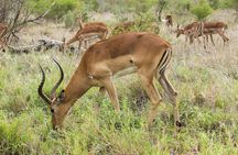 Shai Hills Safari & Boat Cruise Day Tour