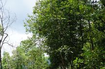  Chiang Mai Trekking Tour :Full day (no rafting)