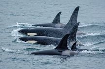 Juneau Whale Watch Adventure