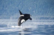Juneau Whale Watch Adventure