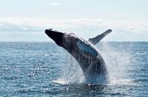 Juneau Whale Watch Adventure