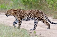 Jaipur Half Day Tour with Jhalana Leopard Safari