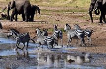  Tanzania 5 Big Safari