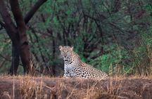 Jaipur Half Day Tour with Jhalana Leopard Safari