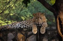 Jaipur Half Day Tour with Jhalana Leopard Safari