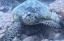 Half Day Creek Safari and Snorkeling Adventure in Mombasa