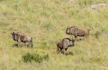 Day Tour to Maasai Mara Reserve From Nairobi