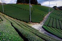 Scenic Green Tea Fields of Hidden Kyoto & Local Tea Exp (Private)
