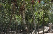 Cobá Ruins Tour (Private, Half Day)