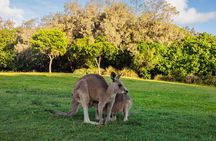 Meanjin to Minjerribah Cultural Tour with Quandamooka Guides