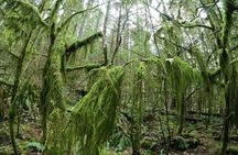 Capilano Bri+Lynn Canyon Park+Stanley Park+Capilano Hatchery Tour
