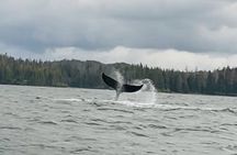 Whale Watching and Wildlife Viewing