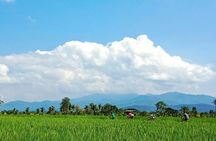 Chiang Mai Rice Fields Bike Tour Along Mae Ping River