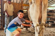 Hands-on Mexican Farm Experience: from Cow to Cheese