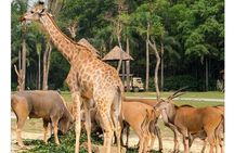 Explore Chimelong Safari Park in Guangzhou with Ride