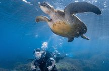 Discover Scuba Diving With Sea Turtles – Xiaoliuqiu, Taiwan
