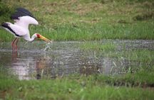 7 Day Masai Mara Nakuru Naivasha and Amboseli Budget Group Safari