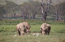 7 Day Masai Mara Nakuru Naivasha and Amboseli Budget Group Safari