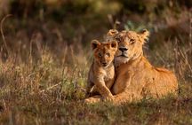 7 Day Masai Mara Nakuru Naivasha and Amboseli Budget Group Safari