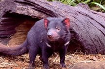 Baby Animals, Boomerangs and BBQ Lunch