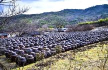 Untold Stories of Korea’s Spiritual Jewel at Tongdosa 