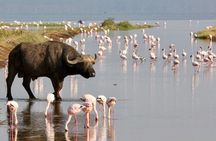 5Day Masai Mara, Lake Nakuru and Naivasha Daily Budget Safari