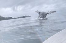 Whale Watching and Wildlife Viewing